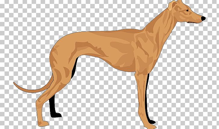 Greyhound Basset Hound Whippet Coat PNG, Clipart, Animal Sports, Azawakh, Bark, Basset Hound, Carnivoran Free PNG Download