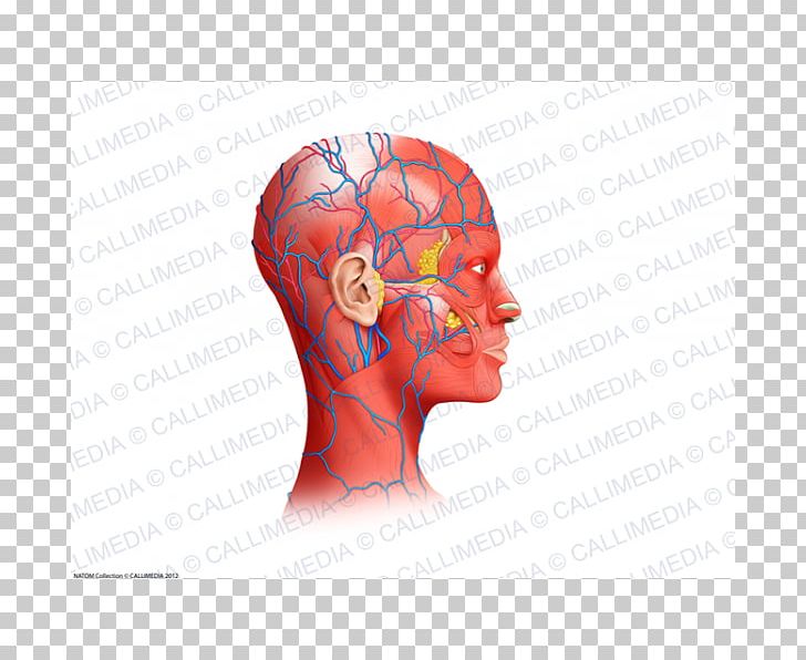 Neck Muscle Blood Vessel Head Anatomy PNG, Clipart, Anatomy, Blood Vessel, Brain, Circulatory System, Ear Free PNG Download