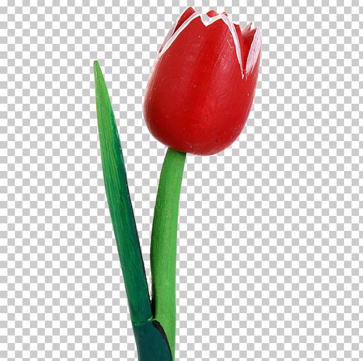 Tulip Petal Plant Stem Close-up PNG, Clipart, Closeup, Flower, Flowering Plant, Lily Family, Petal Free PNG Download