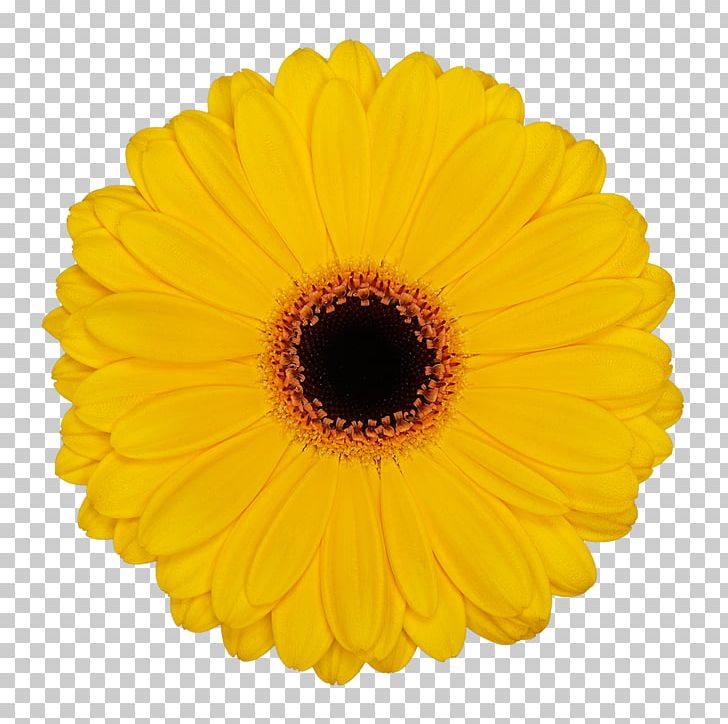 Flower Common Daisy Party Yellow Color PNG, Clipart, Baby Shower, Calendula, Color, Common Daisy, Cut Flowers Free PNG Download