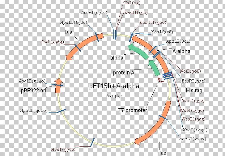 International Genetically Engineered Machine Expression Plasmid Cloning PNG, Clipart, Angle, Area, Art, Circle, Cloning Free PNG Download
