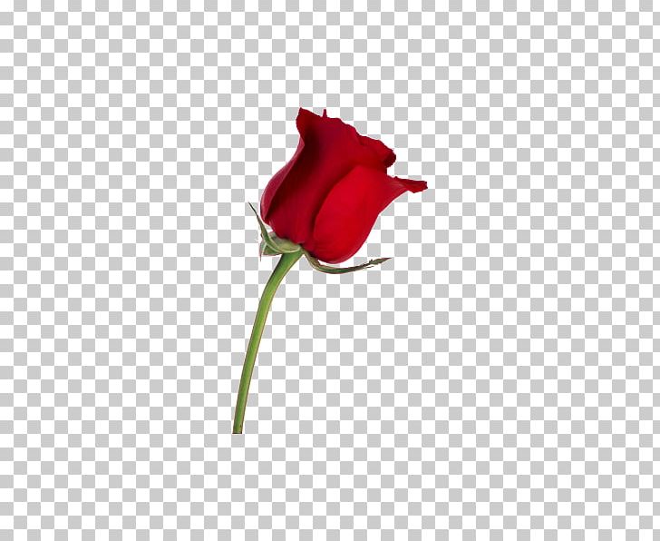 Desktop Rose Stock Photography Flower PNG, Clipart, Blog, Bud, Closeup, Cut Flowers, Desktop Environment Free PNG Download