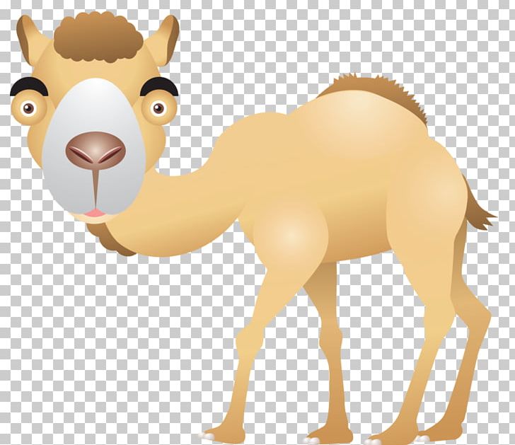 Dromedary PNG, Clipart, Arabian Camel, Camel, Camel Like Mammal, Carnivoran, Cat Like Mammal Free PNG Download