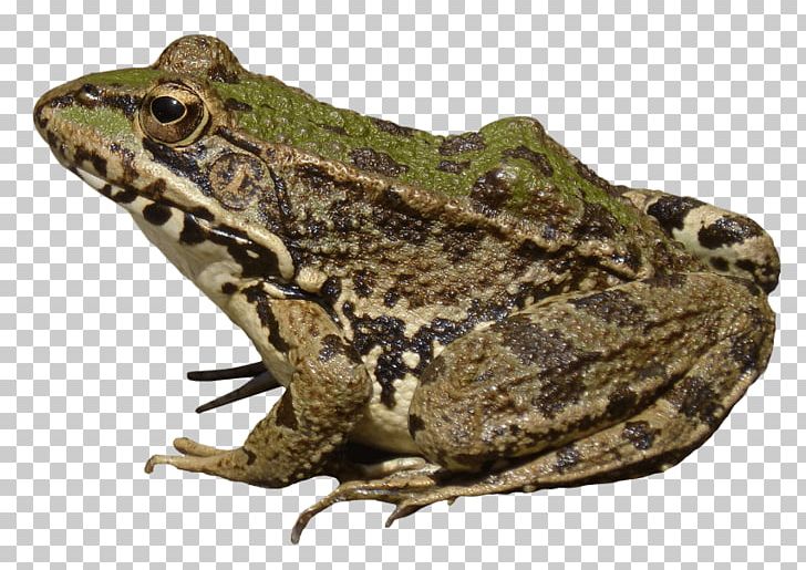 Frog Portable Network Graphics Transparency PNG, Clipart, Amphibian, Animal, Animals, Bullfrog, Computer Icons Free PNG Download