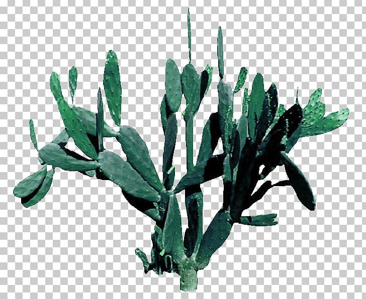 Pereskia Aculeata Cactaceae Illustration PNG, Clipart, Cactaceae, Cactus, Christmas Decoration, Decorative, Decorative Pattern Free PNG Download