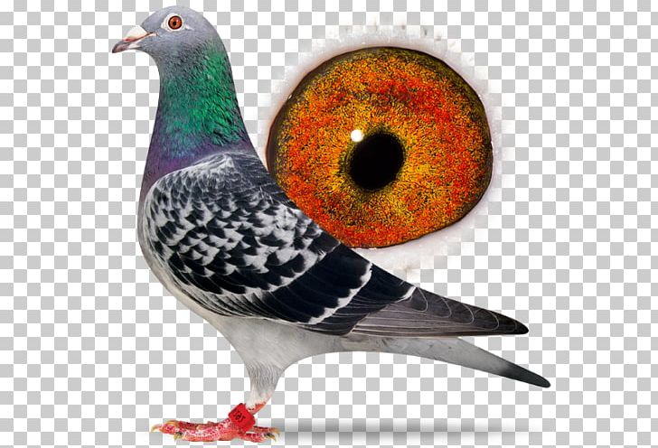 Racing Homer Homing Pigeon Columbidae Beak Fancy Pigeon PNG, Clipart, Animal, Animals, Beak, Bird, Columbidae Free PNG Download