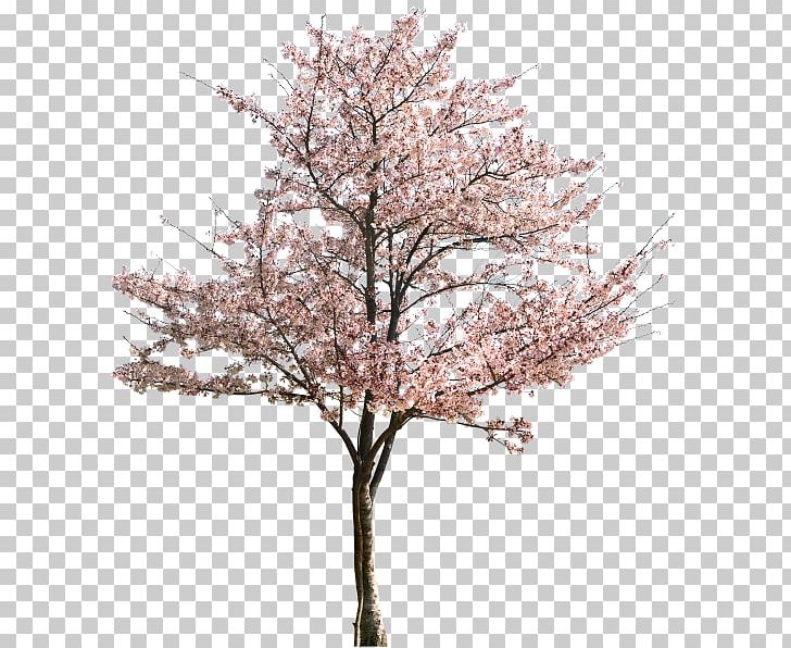Tree Hundred Horse Chestnut Magnolia Flower Blossom PNG, Clipart, Apricot, Blossom, Branch, Cherry Blossom, Drawing Free PNG Download