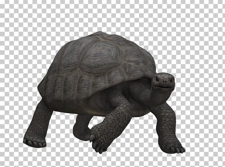 Turtle Illustration PNG, Clipart, Animals, Crawl, Download, Euclidean Vector, Fauna Free PNG Download