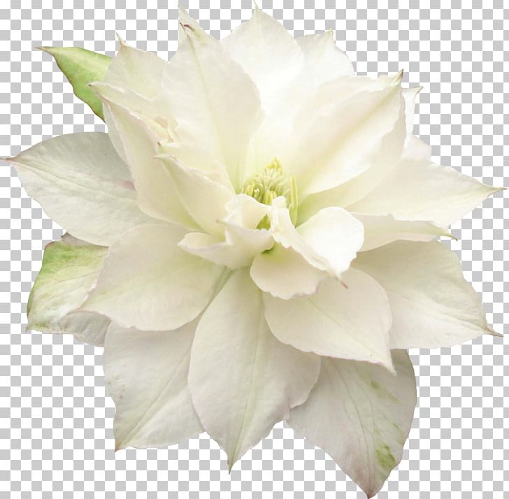 Flower Lilium PNG, Clipart, Cut Flowers, Digital Image, Floristry, Flower, Flower Bouquet Free PNG Download