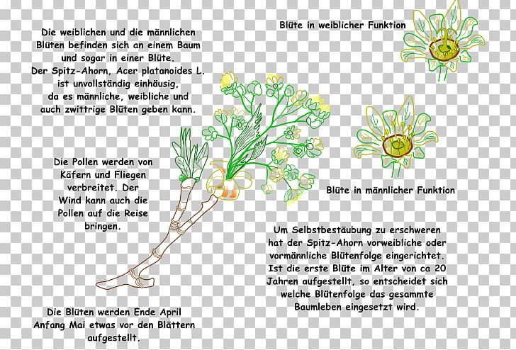Grasses Plant Stem Leaf Flower Font PNG, Clipart, Area, Branch, Branching, Diagram, Family Free PNG Download