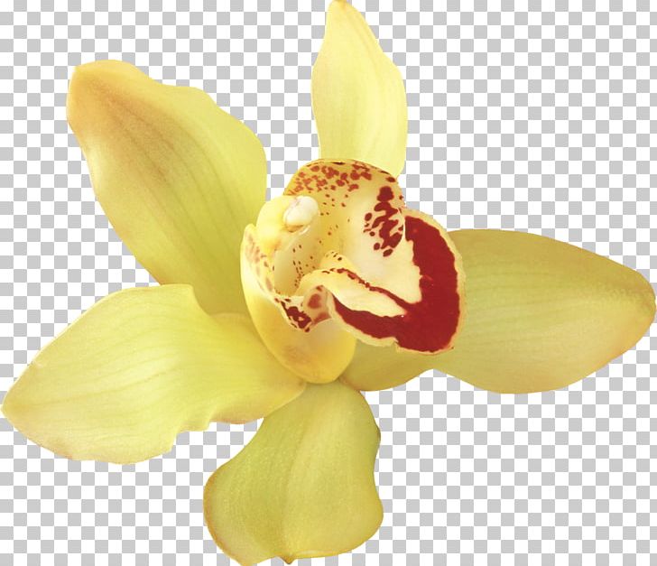 Orchids Flower PNG, Clipart, Cattleya, Clip Art, Color, Cut Flowers, Flower Free PNG Download