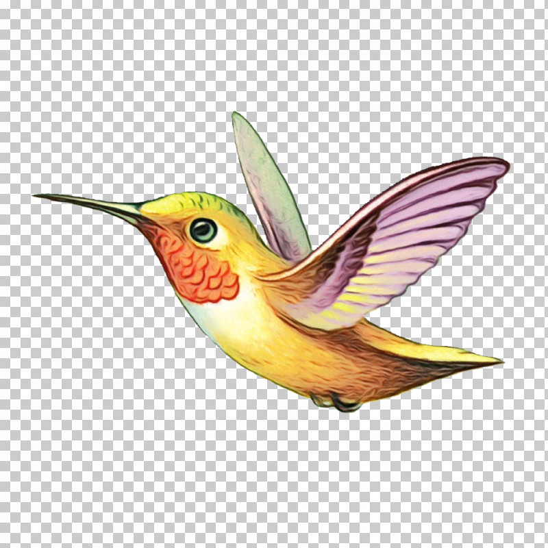 Hummingbirds Beak PNG, Clipart, Beak, Hummingbirds, Paint, Watercolor, Wet Ink Free PNG Download