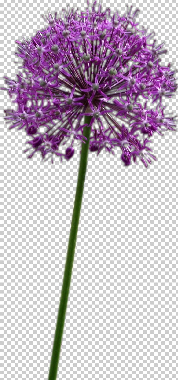 Allium Fistulosum Flower Chives Onion Allium Altissimum PNG, Clipart, Allium, Allium Altissimum, Allium Fistulosum, Bulb, Chives Free PNG Download