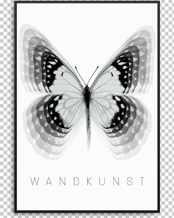 Brush-footed Butterflies Pieridae Moth Butterfly White PNG, Clipart, Arthropod, Black And White, Brush Footed Butterfly, Butterfly, Butterfly White Free PNG Download