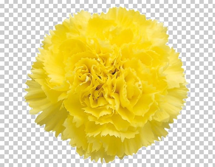 Carnation Flower Bouquet Transvaal Daisy Yellow PNG, Clipart, Bouquet, Bride, Bunch, Carnation, Cut Flowers Free PNG Download
