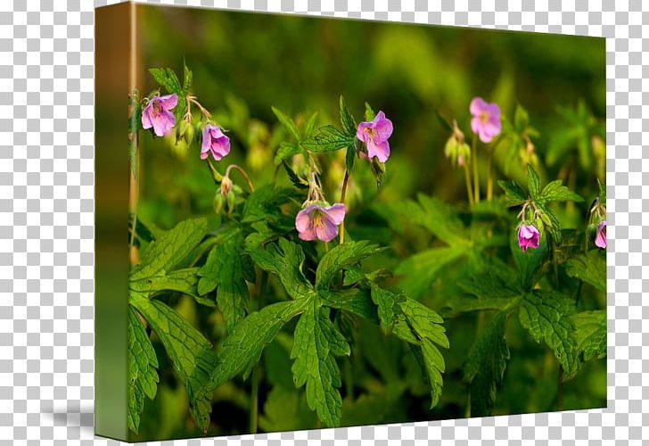 Crane's-bill Violet Herb Wildflower Family PNG, Clipart,  Free PNG Download