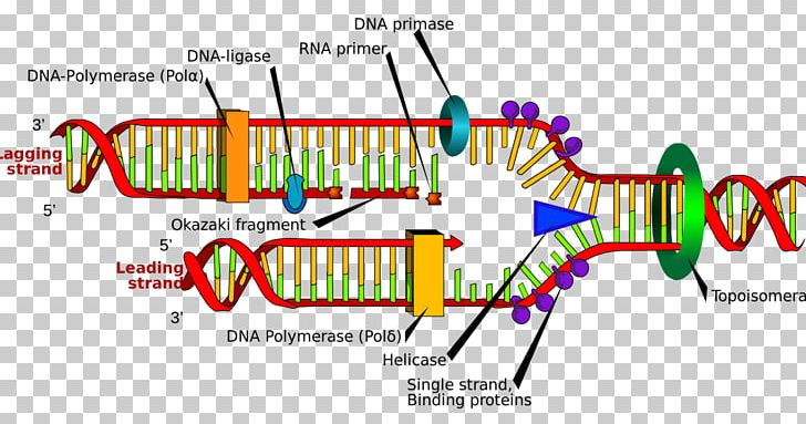 DNA Replication DNA Polymerase Nucleic Acid Double Helix Molecular Structure Of Nucleic Acids: A Structure For Deoxyribose Nucleic Acid PNG, Clipart, Angle, Biology, Cell, Dna, Fork Free PNG Download