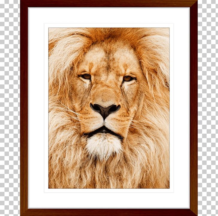 East African Lion Cat Felidae African Elephant Cheetah PNG, Clipart, African Animals, African Elephant, Animal, Big Cat, Big Cats Free PNG Download