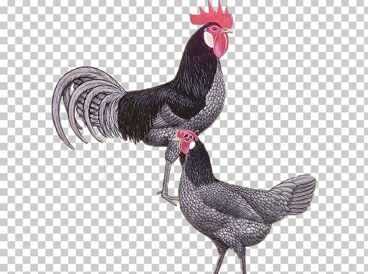 Rooster Andalusian Chicken New Hampshire Chicken Minorca Chicken Rhode Island Red PNG, Clipart, Andalusian Chicken, Beak, Bird, Brahma Chicken, Breed Free PNG Download