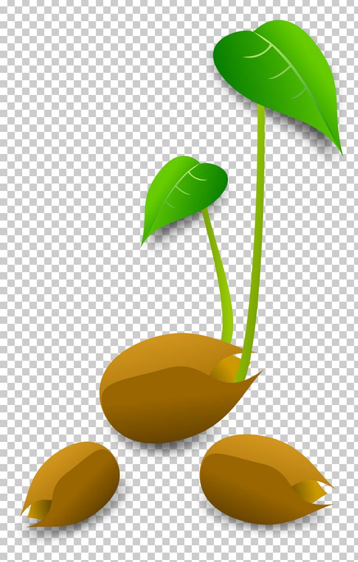 Sprouting Plant Germination PNG, Clipart, Abscisic Acid, Clip Art, Endosperm, Germination, Gibberellin Free PNG Download