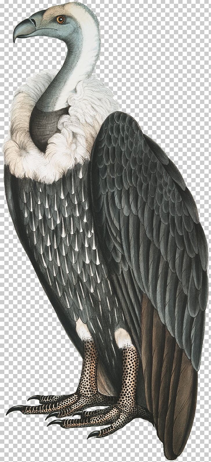 Stock Photography Illustration Vulture PNG, Clipart, Accipitriformes, Alamy, Bald Eagle, Beak, Bird Free PNG Download
