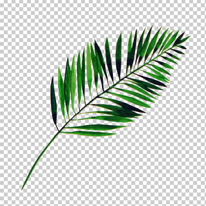 Palm Tree PNG, Clipart, Arecales, Branch, Fern, Flower, Green Free PNG Download