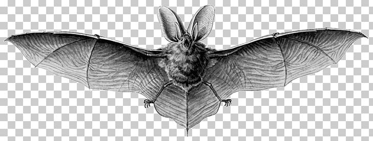 Brown Long-eared Bat Northern Long-eared Myotis Grey Long-eared Bat Lesser Long-eared Bat PNG, Clipart,  Free PNG Download