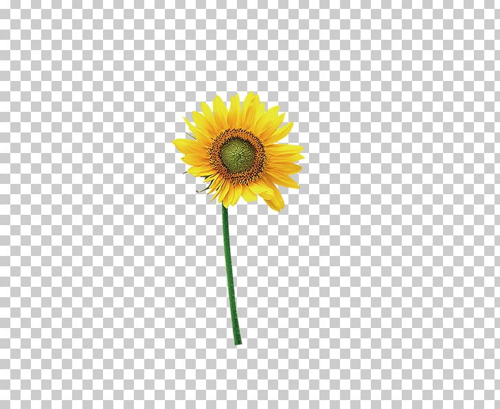 Common Sunflower PNG, Clipart, Computer Wallpaper, Daisy Family, Download, Flower, Flowering Plant Free PNG Download
