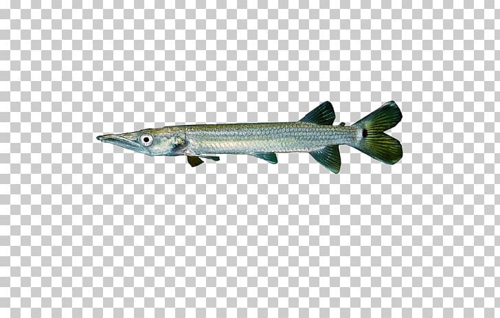 Ctenolucius Hujeta Fish Animal Barracuda Chordata PNG, Clipart, Aerospace Engineering, Aircraft, Airplane, Animal, Animals Free PNG Download
