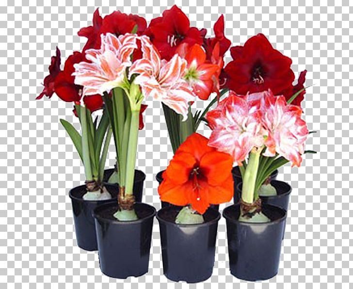 Hippeastrum Flowerpot Ornamental Bulbous Plant PNG, Clipart, Amaryllis, Amaryllis Belladonna, Amaryllis Family, Artificial Flower, Floral Free PNG Download