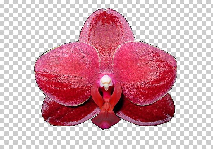 Moth Orchids Pink M PNG, Clipart, Android, Apk, Flower, Flowering Plant, Magenta Free PNG Download