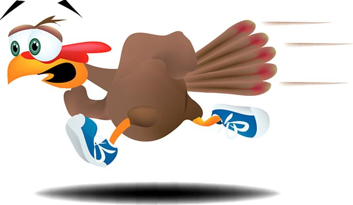 Turkey Trot 5K Run Running Walking Thanksgiving PNG, Clipart, 5k Run, 10k Run, Beak, Bird, Chicken Free PNG Download