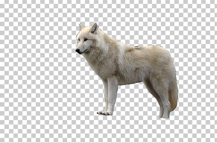 Computer Icons Arctic Wolf PNG, Clipart, Arctic Wolf, Canadian Eskimo Dog, Canis Lupus Tundrarum, Carnivoran, Computer Icons Free PNG Download