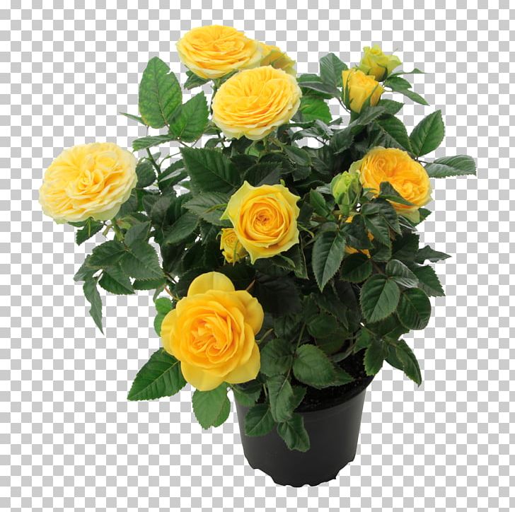 Garden Roses Yellow Cut Flowers Floribunda Romance Film PNG, Clipart, Annual Plant, Artificial Flower, Cut Flowers, Floral Design, Floribunda Free PNG Download