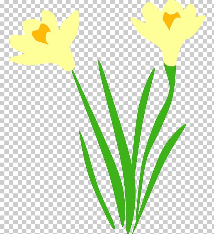 Narcissus Pseudonarcissus PNG, Clipart, Artwork, Computer Icons, Cut Flowers, Daffodil, Display Resolution Free PNG Download
