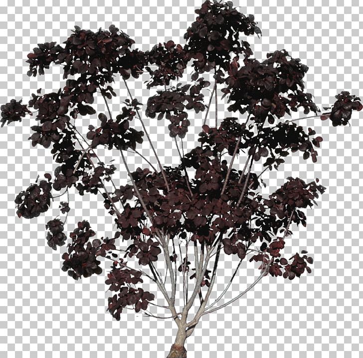 Tree Plant Branch High-definition Television Nature PNG, Clipart, Branch, Forest, Fukei, High Definition Television, Highdefinition Television Free PNG Download