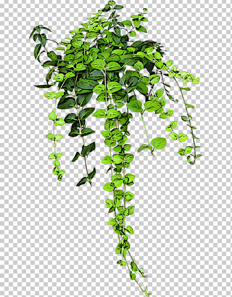 Ivy PNG, Clipart, Flower, Houseplant, Ivy, Ivy Family, Jiaogulan Free PNG Download