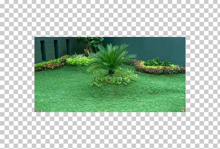 Lawngrass Garden Napier Grass Ornamental Plant PNG, Clipart, Aquatic Plant, Artificial Turf, Benih, Budi Daya, Crop Free PNG Download