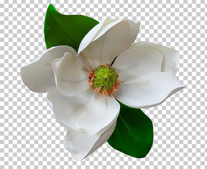 Southern Magnolia Magnolia Family Flower Magnolia Delavayi PNG, Clipart, Artificial Flower, Cut Flowers, Drawing, Flower, Flowering Dogwood Free PNG Download
