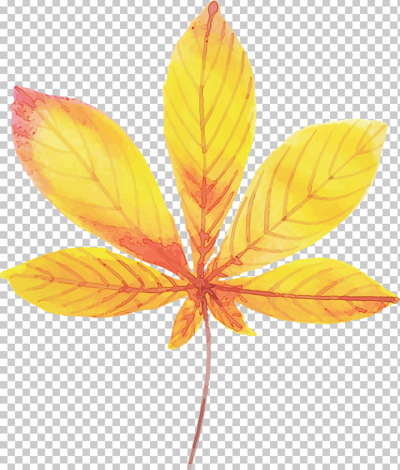 Petal Leaf Science Plant Structure Plants PNG, Clipart, Autumn Leaf, Biology, Leaf, Paint, Petal Free PNG Download