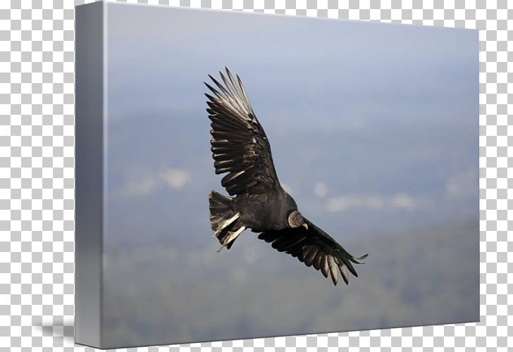 Bald Eagle Hawk Beak Feather PNG, Clipart, Accipitriformes, Animals, Attract, Bald Eagle, Beak Free PNG Download