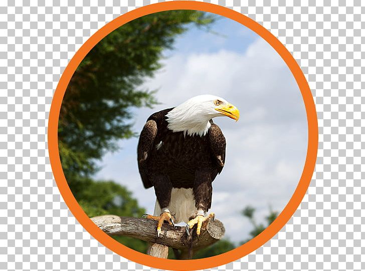 Bald Eagle Motivation Temperate Forest PNG, Clipart, Accipitriformes, Animal, Animals, Bald Eagle, Beak Free PNG Download