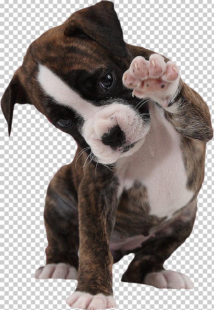 Boxer Puppy American Bulldog Paw PNG, Clipart, American Bulldog, Animal, Animals, Bark, Barking Glad Free PNG Download