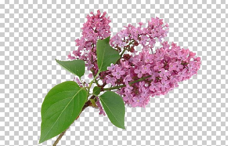 Purple Syzygium Aromaticum Flower Lilac PNG, Clipart, Blossom, Blue, Bonsai, Branch, Decorative Free PNG Download