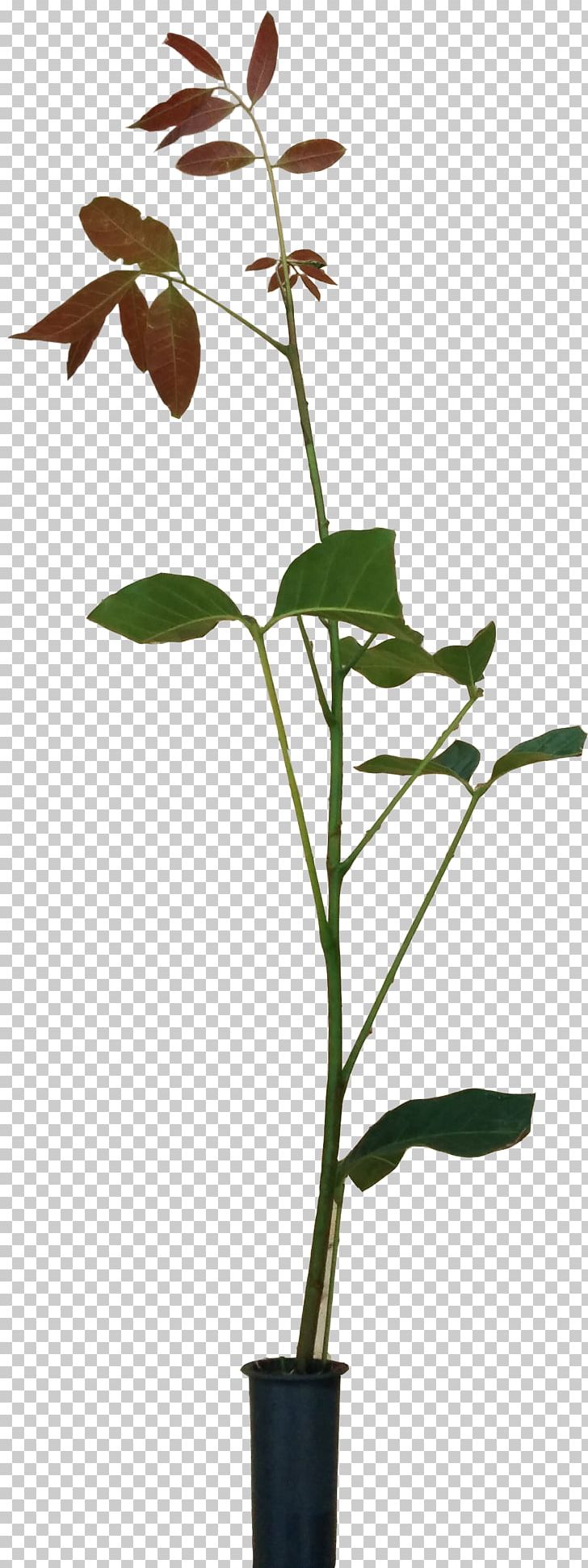 Twig Flowerpot Plant Stem Leaf PNG, Clipart, Branch, Flora, Flower, Flowering Plant, Flowerpot Free PNG Download