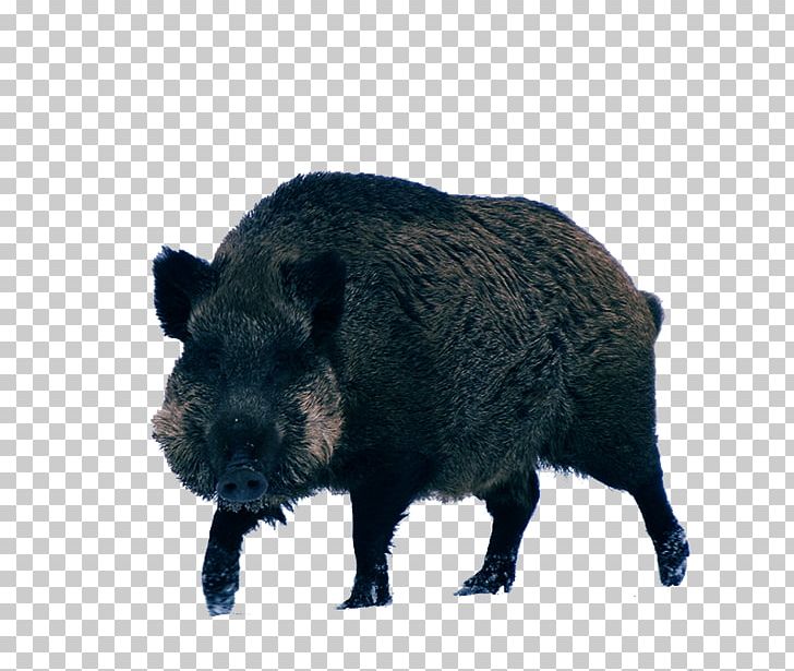 Wild Boar Peccary Game PNG, Clipart, Animal, Animals, Black, Black Boar, Domestic Pig Free PNG Download