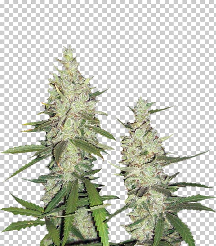 Hemp Feminized Cannabis Seed Instagram Cultivar PNG, Clipart, Broadcaster, Cannabis, Cash On Delivery, Cultivar, Dutch Free PNG Download