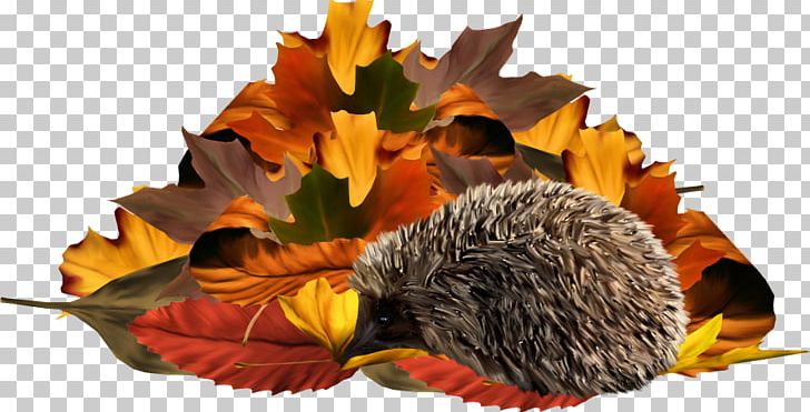 Painted Yellow Foliage Hedgehog PNG, Clipart, Adobe Illustrator, Animals, Download, Encapsulated Postscript, Fall Free PNG Download