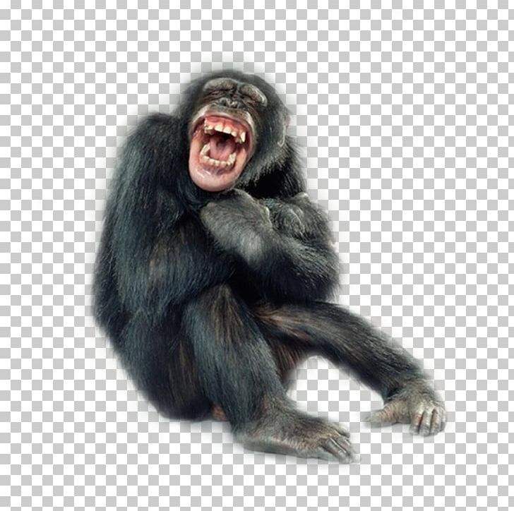 Primate Monkey Portraits Chimpanzee Macaque PNG, Clipart, Animal, Animals, Ape, Chimpanzee, Common Chimpanzee Free PNG Download