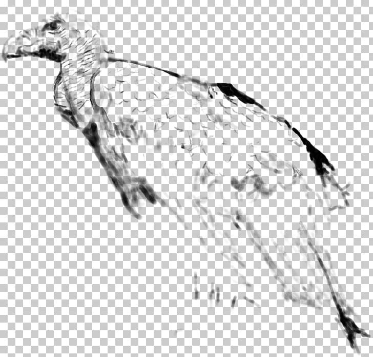 Water Bird Vulture Feather Goose PNG, Clipart, Animals, Artwork, Beak, Bird, Bird Of Prey Free PNG Download